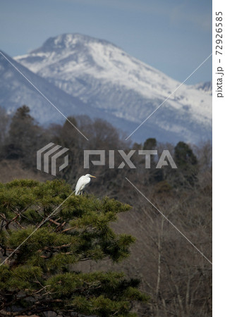 ダイサギ 72926585