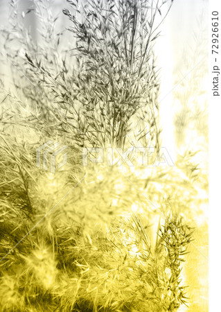 Demonstrating trendy colors 2021 - Gray and Yellow. Color of the year 2021. Pampas grass. Illuminating, Ultimate gray. Trendy Meadow grass. Reeds Demonstrating trendy colors 2021 - Gray and Yellow. Color of the year 2021. Pampas grass. Illuminating, Ultimate gray. Trendy Meadow grass. Reeds 72926610