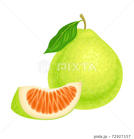 Whole Pomelo or Pummelo as Largest Citrus Fruit with Thick Rind Vector Illustration 72927157