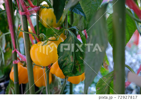 yellow bell pepper plant growing in garden. peppers vegetable harvest from farm yellow bell pepper plant growing in garden. peppers vegetable harvest from farm 72927817