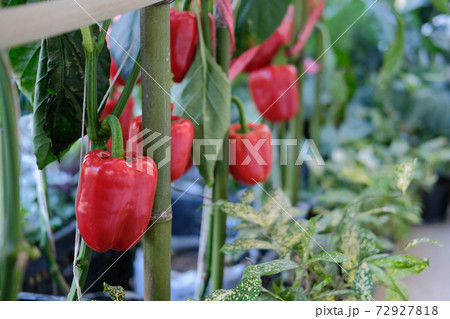 red bell pepper plant growing in garden. peppers vegetable harvest from farm red bell pepper plant growing in garden. peppers vegetable harvest from farm 72927818