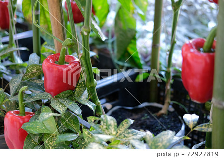 red bell pepper plant growing in garden. peppers vegetable harvest from farm red bell pepper plant growing in garden. peppers vegetable harvest from farm 72927819