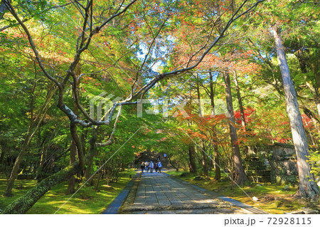 高知県 紅葉の五台山竹林寺 参道の写真素材