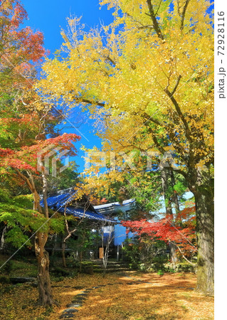 【高知県】紅葉の五台山竹林寺 菩薩堂 【高知県】紅葉の五台山竹林寺 菩薩堂 72928116
