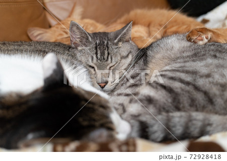 仲良しな猫　　三匹の猫 72928418