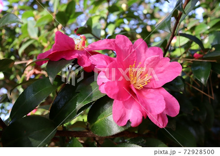 山茶花 山茶花 72928500