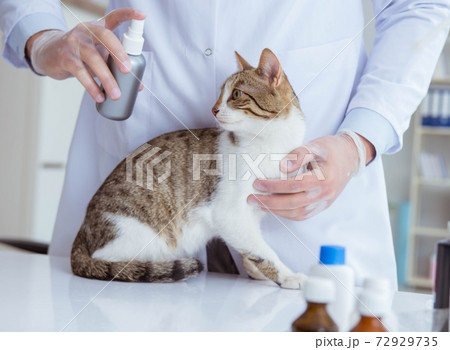 Cat visiting vet for regular checkup 72929735