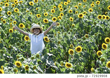 ひまわり畑 72929908