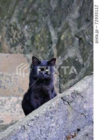 黒猫 黒猫 72930117
