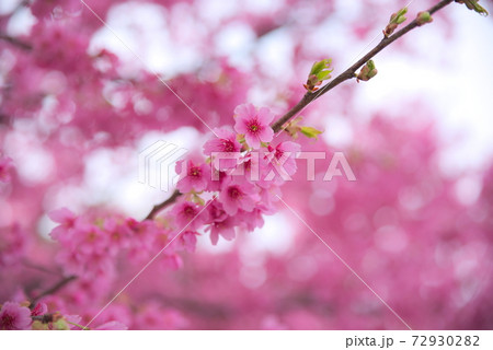 下から見上げた時の桜 72930282