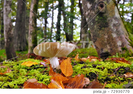 森のキノコ 72930770