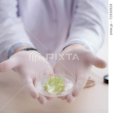 Male biochemist working in the lab on plants Male biochemist working in the lab on plants 72930928