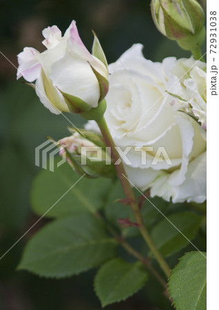 薔薇園に白い薔薇の花が咲いています このバラの名前はホワイト ライトニンです の写真素材
