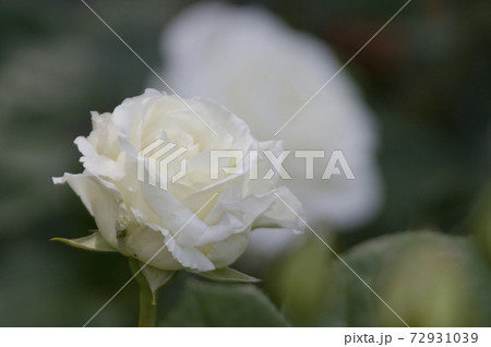 薔薇園に白い薔薇の花が咲いています このバラの名前はホワイト ライトニンです の写真素材
