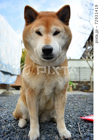 お座りをするブサイク顔の柴犬 お座りをするブサイク顔の柴犬 72931419