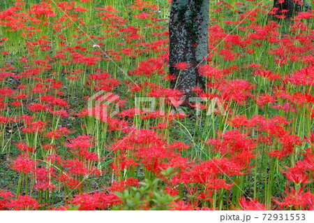 彼岸花 72931553