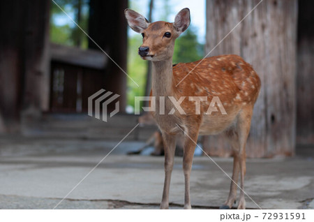 奈良の飛火野の森に生息する小鹿 72931591