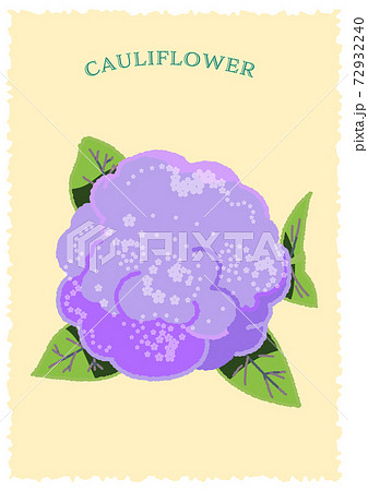 こんもりとしたカリフラワーを真上から見たイラスト			 72932240