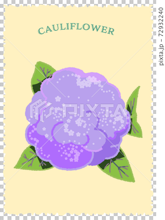 こんもりとしたカリフラワーを真上から見たイラスト			 72932240