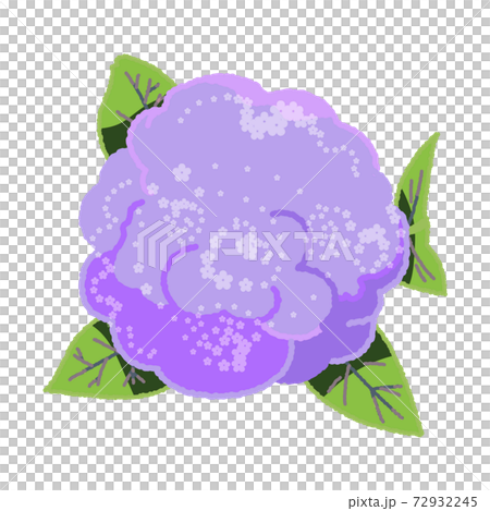 こんもりとしたカリフラワーを真上から見たイラスト			 72932245