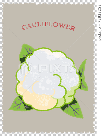 Illustration of a thick cauliflower seen from directly above 72932255