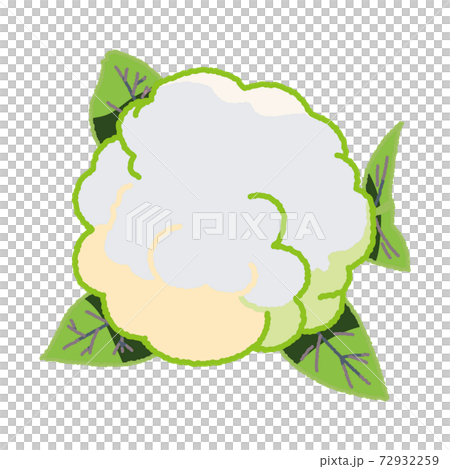 こんもりとしたカリフラワーを真上から見たイラスト こんもりとしたカリフラワーを真上から見たイラスト 72932259