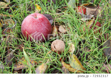 Red apple and walnut lay on the ground in grass and dry autumn leaves 72932317