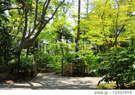 横浜市 俣野別邸庭園 内苑の新緑 横浜市 俣野別邸庭園 内苑の新緑 72932959