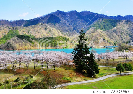 神奈川県 宮ケ瀬湖畔園地 もみの木と桜と宮ケ瀬湖 神奈川県 宮ケ瀬湖畔園地 もみの木と桜と宮ケ瀬湖 72932968