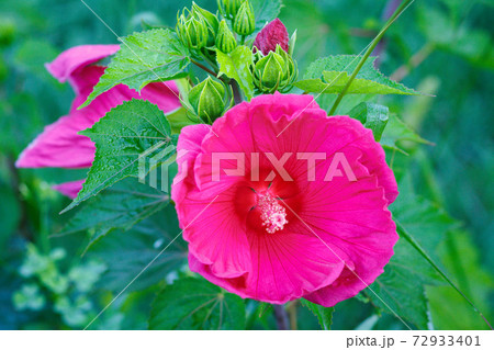 Bright pink mallow flower with green leaves in the garden. Bright pink mallow flower with green leaves in the garden. 72933401