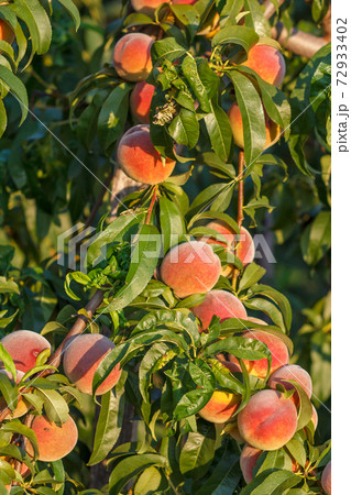 Ripe peaches hanging on the tree in the orchard. Ripe peaches hanging on the tree in the orchard. 72933402