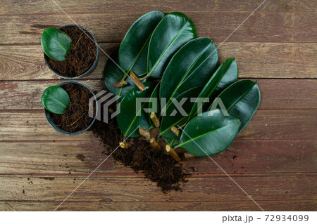 Rubber plant Small branches are being prepared for propagation. 72934099