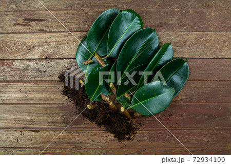 rubber plant leaves With branches A number of them are being propagated. 72934100