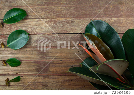 Indian rubber tree, the tops of the tree With branches and leaves on wooden background. Rubber Plant propagation 72934109