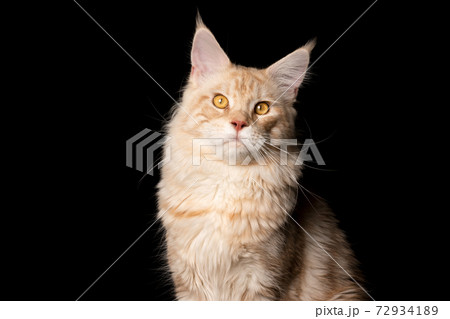 cream tabby ginger maine coon cat portrait on black background 72934189