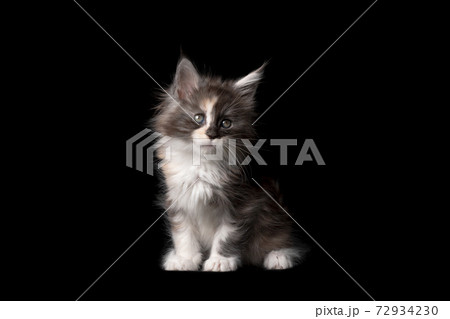 cute calico maine coon kitten on black background 72934230