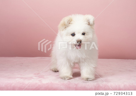 微笑むミックス犬のポポ 微笑むミックス犬のポポ 72934313