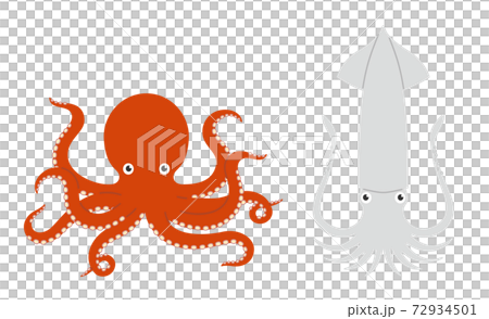 タコとイカのイラストのセット 72934501
