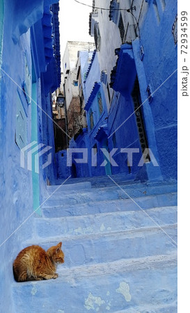 階段で昼寝する猫 72934599