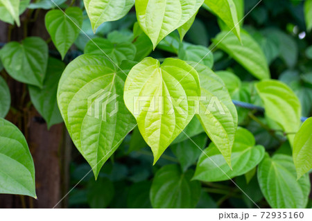Fresh green leaves of betel plant growing in graden 72935160