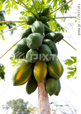 Papaya fruit on the tree in garden. 72935161