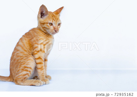 Little cat isolated white background. 72935162