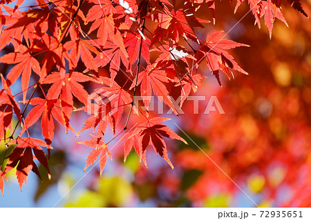 太陽の光を浴びる紅葉した葉 72935651