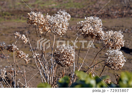 枯れた紫陽花 枯れた紫陽花 72935807