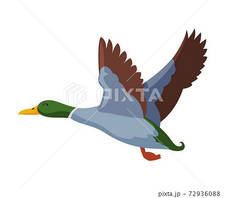 Flying Wild Mallard Duck Flat Style Vector Illustration Flying Wild Mallard Duck Flat Style Vector Illustration 72936088