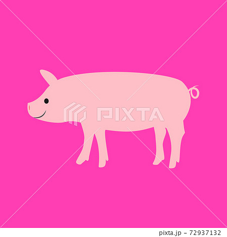 子豚のおしゃれイラスト Piglet Illustration In Pink Backgroundのイラスト素材