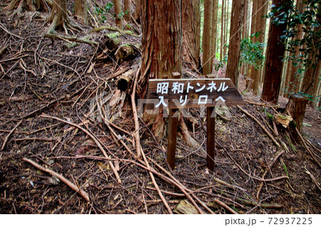 丹波篠山市側からの鐘ヶ坂峠の登山道の分岐に立つ「昭和トンネル入り口へ」と書かれた行先表示板 72937225