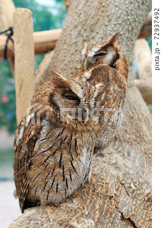 2羽のフクロウ in 富士花鳥園 2羽のフクロウ in 富士花鳥園 72937492