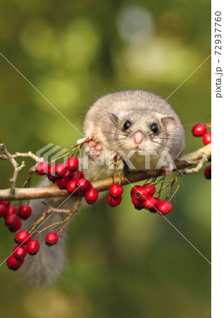 Fat dormouse Glis glis on branch of hawthorn Fat dormouse Glis glis on branch of hawthorn 72937760