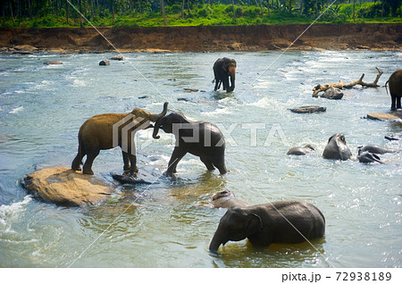 Pinnawala Elephants Orphanage. Sri Lanka 72938189